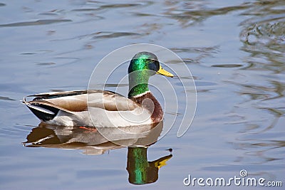 Mallard Duck (Anas platyrhynchos Swimming