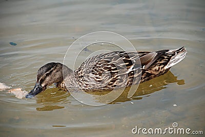 Mallard Duck, Bedgebury