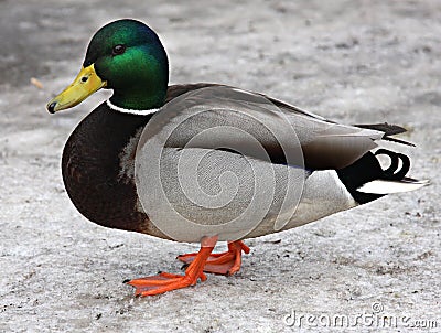 Mallard Duck. Closeup of a drake, standing in the