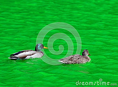 Mallard Duck Couple swimming in Green Dyed Canal Water