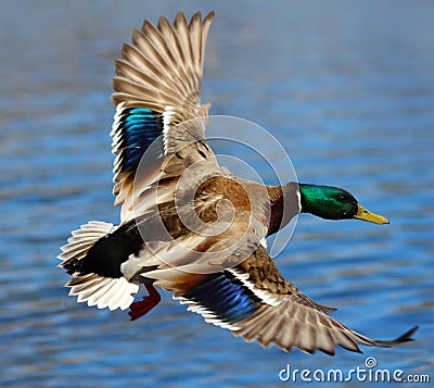 A Mallard Duck Flying Over Water