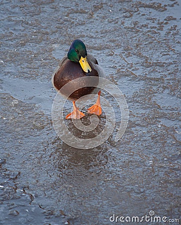 Mallard duck on ice in winter