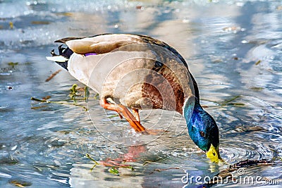 Mallard duck on the ice
