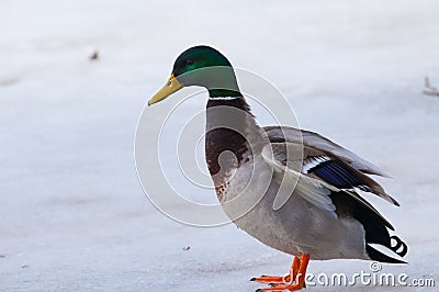Mallard Duck (male) on ice