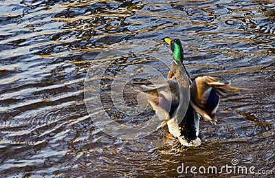 Mallard duck