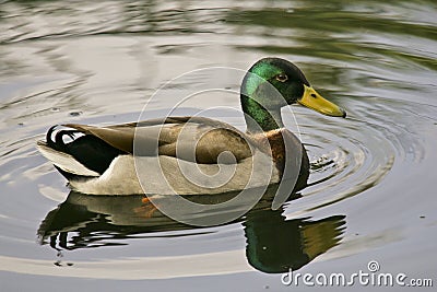 Mallard Duck on pond