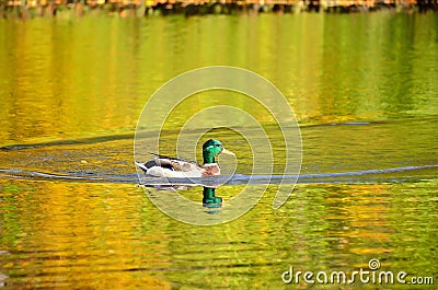 The mallard duck on the pond