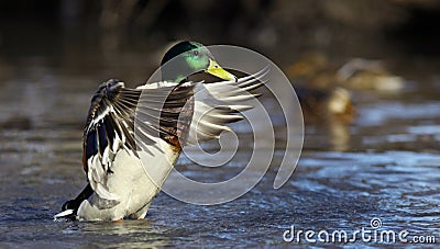 Mallard duck on the river mallard duck
