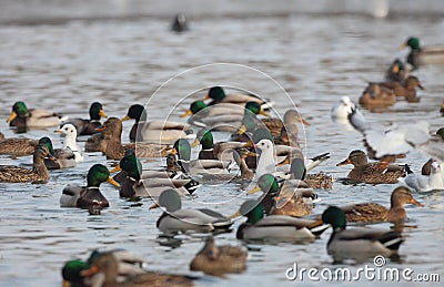 Mallard duck swimming on a lake