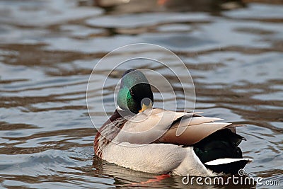A mallard duck swimming on a lake