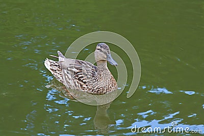 Mallard duck swimming in the pond