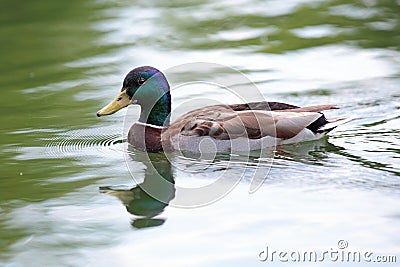 Mallard duck on water surface