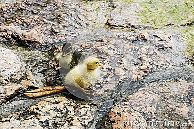 Mallard ducklings