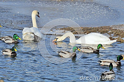 Mallard Ducks and Swans Swimming in the Lake