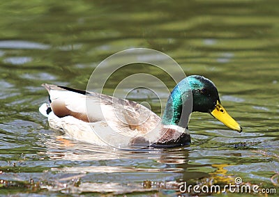 Mallard Green Headed Duck Anas platyrhynchos - Mal