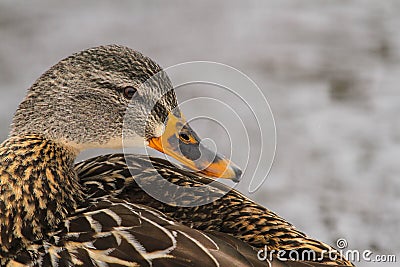 Mallard Hen Duck Side Profile