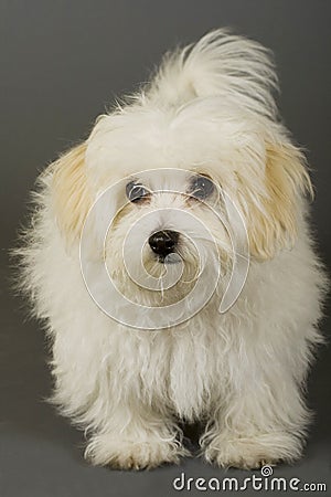 Maltese dog