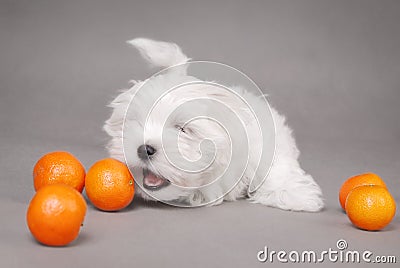 Maltese puppy dog with oranges