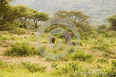 Mama elephant and baby elephant walk toward us