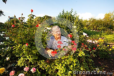 Man caring for roses in the garden