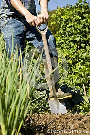 Man digging in vegetable garden