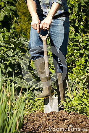 Man digging in vegetable garden