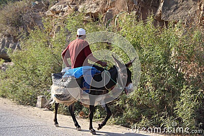 Man on donkey