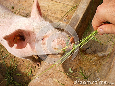 Man feeds pig on organic farm