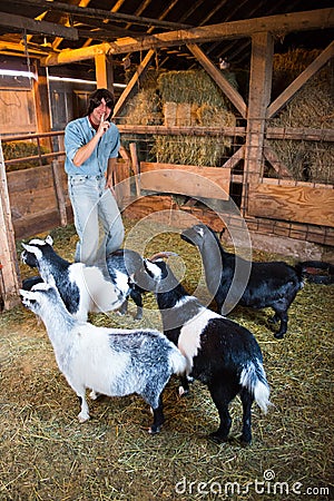 Man With Goats About to Play a Joke