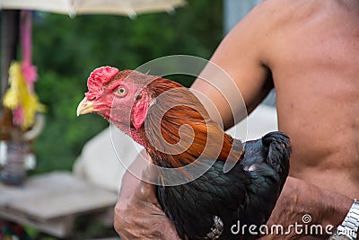 Man hug a Thai fighting cock or Rooster chicken