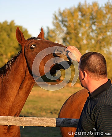 Man Pets Horse