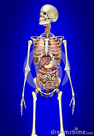 man-skeleton-internal-organs-22410693.jpg