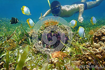 Man in snorkel underwater looks colorful sea life