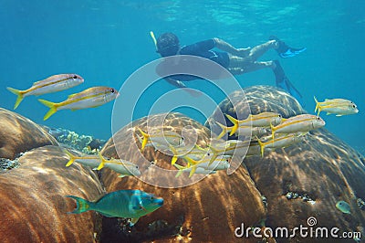 Man snorkeling in a coral reef and school of fish