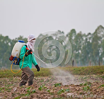 Man spraying vegetables in the garden