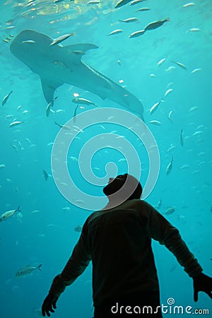 Man Watching Shark