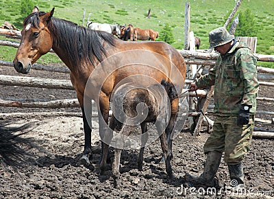 A man and a woman milking a horse