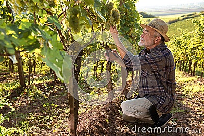 Man working in a vineyard