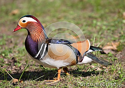 Mandarin Duck