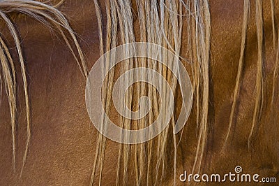 Mane closeup