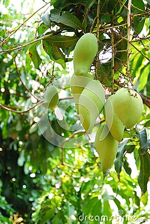 Mango plant in thailand