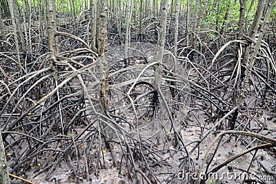 Mangrove arial root