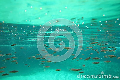 Mangrove little fishes real ecosystem underwater