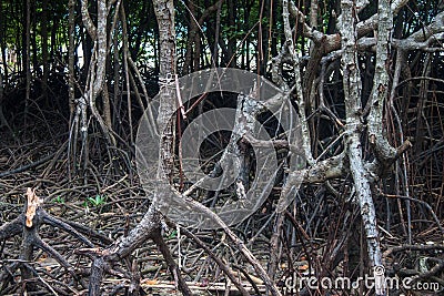 Mangrove roots