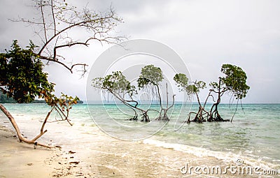 Mangrove Trees Emerald Green waters Andaman sea on Hazy Day