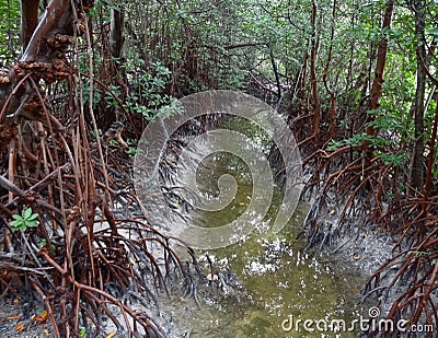 Mangroves