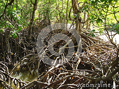Mangroves, Queensland, Australia