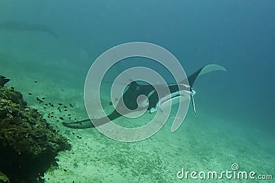 An Manta in the blue and sand background