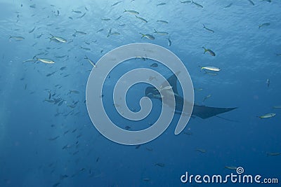 Manta in the deep blue sea