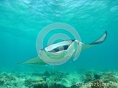 Manta ray